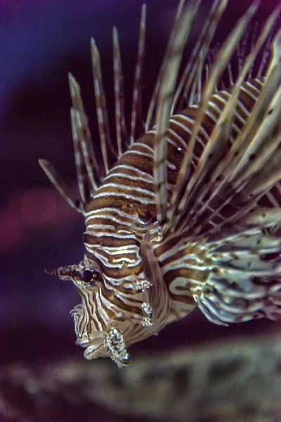 Lvice Pterois Míle Scorpaeniformes Akváriu — Stock fotografie