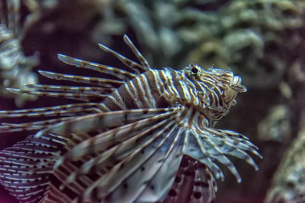 Lionfish Pterois Miles Scorpaeniformes Aquarium — Stock Photo, Image