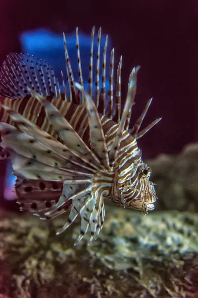 Lionfish Pterois Miles Scorpaeniformes Aquarium — Stock Photo, Image