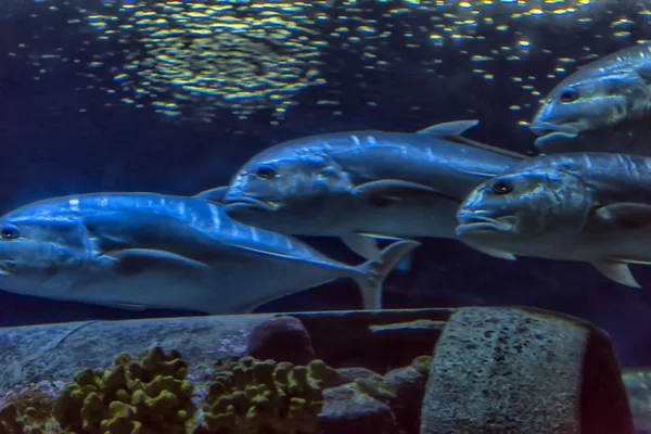 Tuna Fish Swimming Clear Aquarium Water — Stock Photo, Image