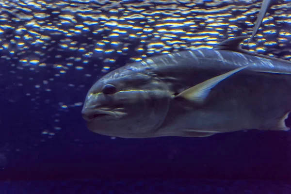 Tuňák Plavání Čisté Vodě Akvária — Stock fotografie