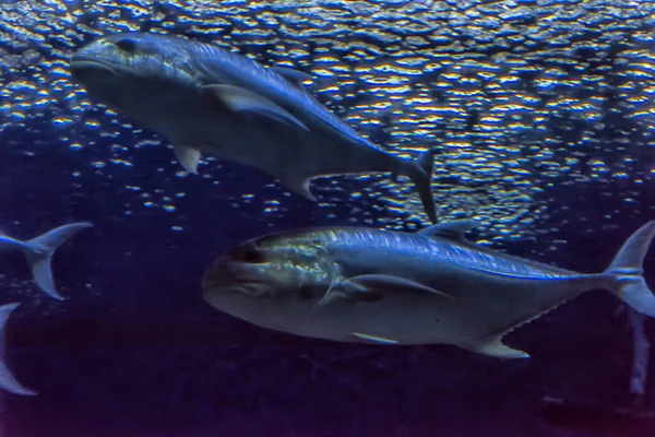 Tuna Fish Swimming Clear Aquarium Water — Stock Photo, Image