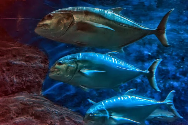 Tonfisk Som Simmar Klart Akvarium Vatten — Stockfoto