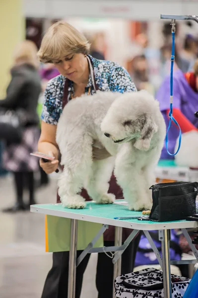 Rusia San Petersburgo 2019 Perros Aseo Feria — Foto de Stock