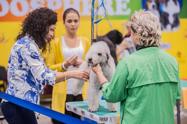 Russland Petersburg 2019 Hundepflege Auf Der Ausstellung — Stockfoto