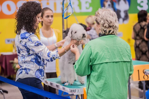 Ρωσία Αγία Πετρούπολη 2019 Περιποίηση Σκύλων Στην Έκθεση — Φωτογραφία Αρχείου