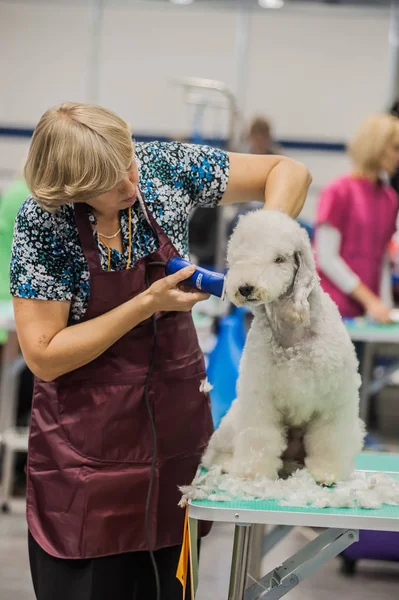 Rusia San Petersburgo 2019 Perros Aseo Feria — Foto de Stock