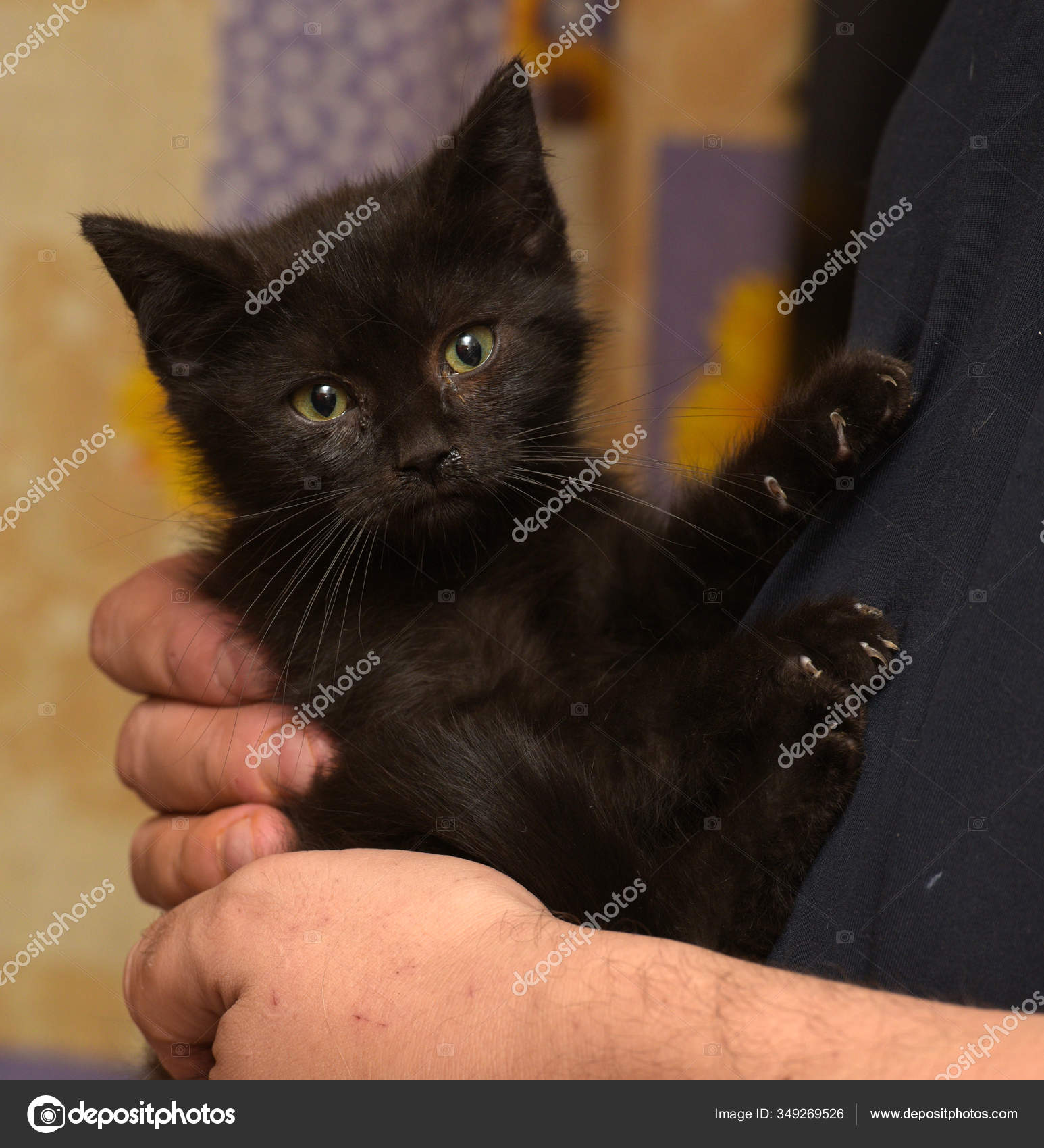 black little kitten