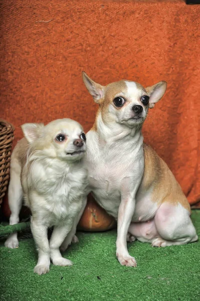 二つのChihuahua犬一緒に座って — ストック写真