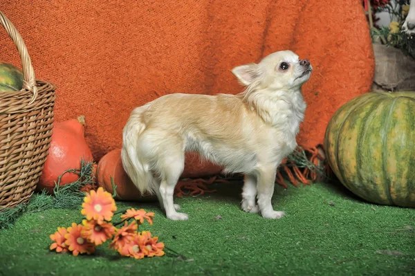 Chihuahua Perro Estudio Otoño Fondo —  Fotos de Stock