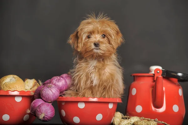 台所用品の中で赤い犬ピーターズバーグ蘭 — ストック写真