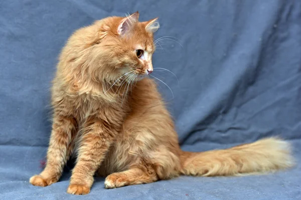 Red Fluffy Cat Gray Background — Stock Photo, Image