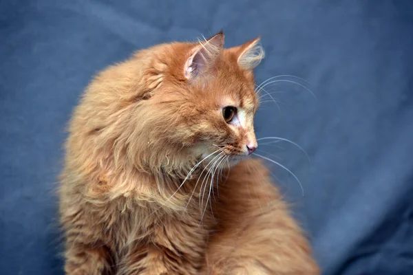 Red Fluffy Cat Gray Background — Stock Photo, Image