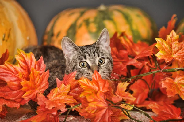 Rayas Joven Gato Entre Otoño Arce Hojas Estudio — Foto de Stock