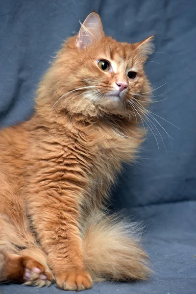 灰色の背景に赤いふわふわ猫 — ストック写真