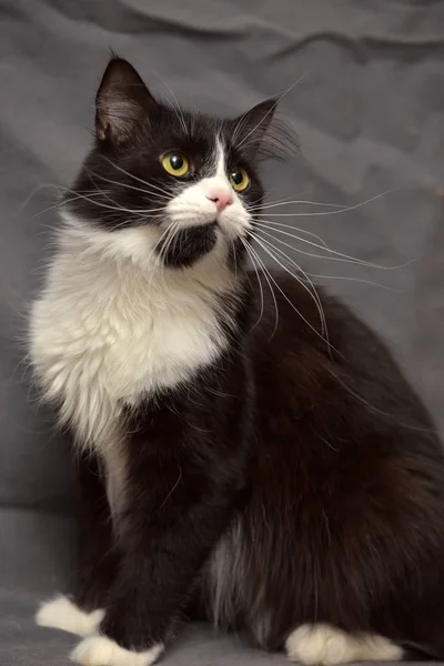 Schwarze Katze Mit Weißer Brust Auf Grauem Hintergrund — Stockfoto