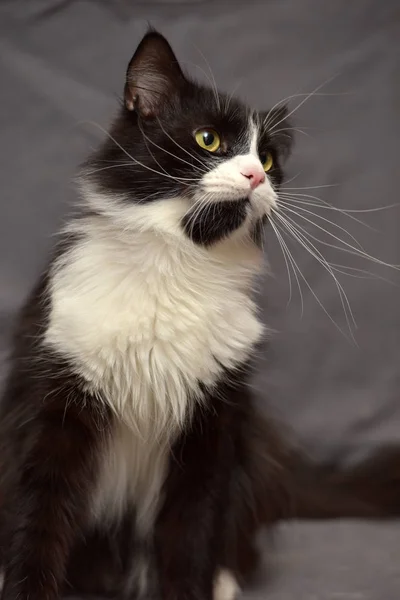 Svart Katt Med Vit Bröst Grå Bakgrund — Stockfoto