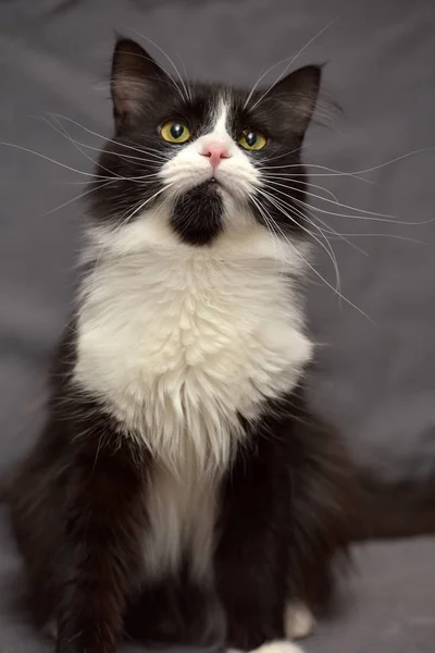 Černá Kočka Bílými Prsy Šedém Pozadí — Stock fotografie