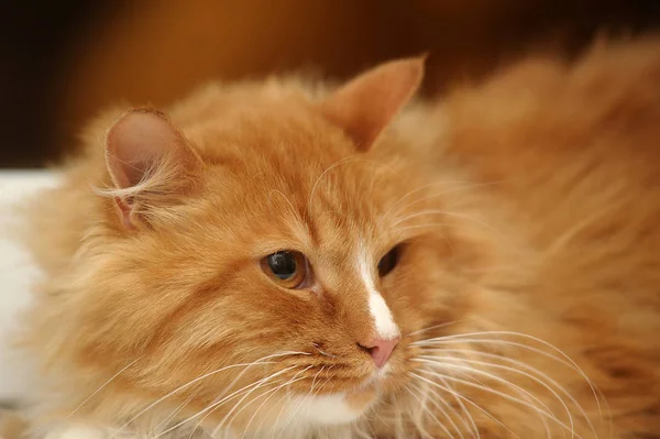 Rood Wit Pluizig Prachtig Kat — Stockfoto