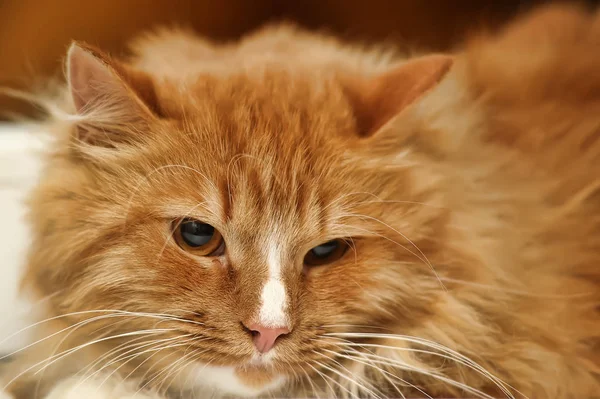 Rojo Blanco Mullido Magnífico Gato — Foto de Stock