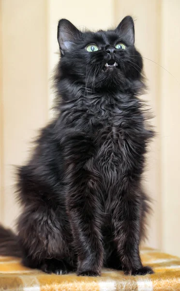 Lustig Svart Katt Vacker Fluffig Med Gula Ögon — Stockfoto