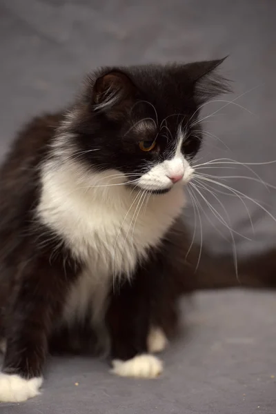 灰色の背景に白い胸を持つ黒猫 — ストック写真