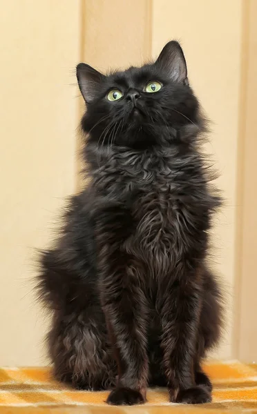 Gato Negro Divertido Hermoso Mullido Con Ojos Amarillos — Foto de Stock