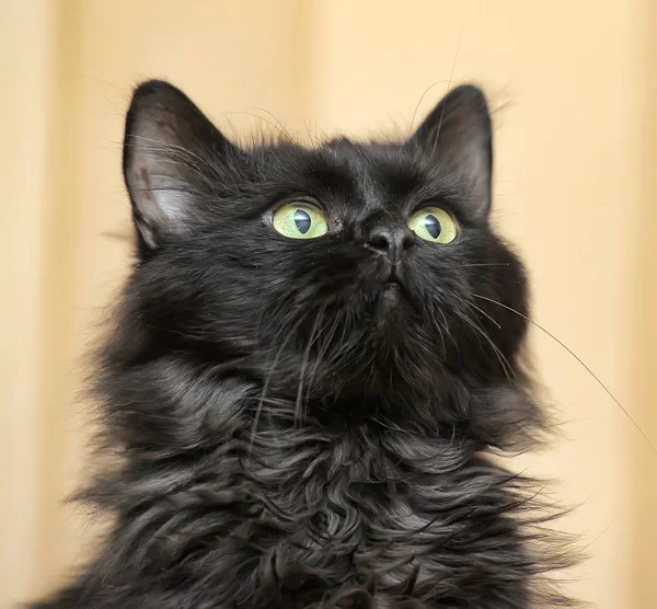 Черный Пушистый Портрет Кота — стоковое фото