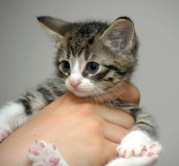 Little Sweet Tabby Kitten Hands — Stock Photo, Image
