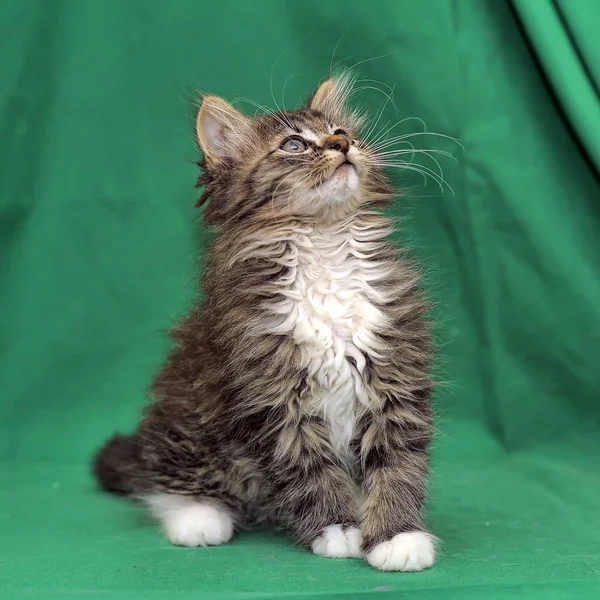 Brown White Fluffy Siberian Kitten Green Background — Stock Photo, Image