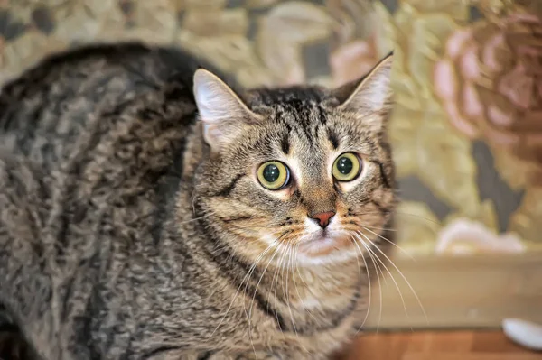 Tabby Cat Scared Tensy Look — Stock fotografie