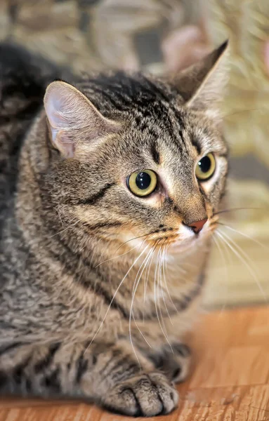 怖い緊張感のあるタビー猫 — ストック写真