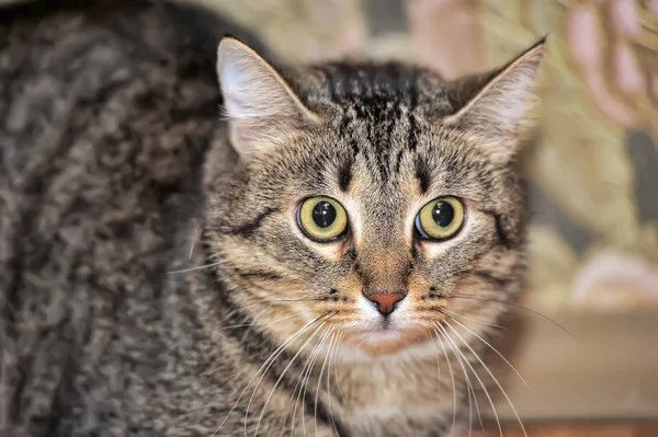 Tabby Cat Scared Tensy Look — Stock fotografie