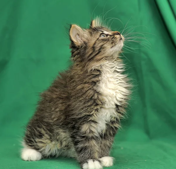 Brown White Fluffy Siberian Kitten Green Background — Stock Photo, Image