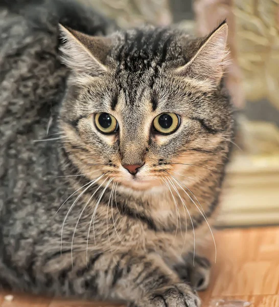 Gato Tabby Con Una Mirada Tensa Miedo — Foto de Stock