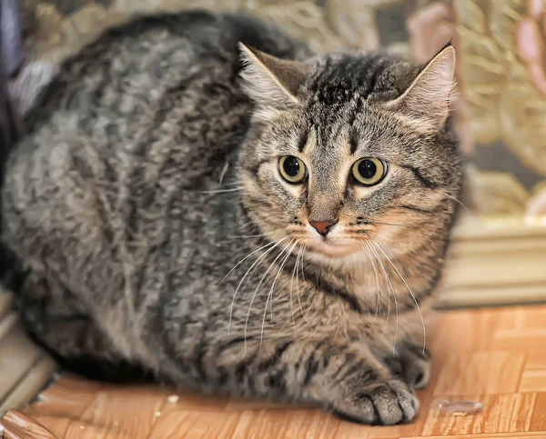 Tabby Kot Przestraszony Napięty Wygląd — Zdjęcie stockowe