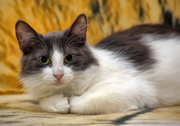 Weiß Mit Grau Flauschigen Jungen Schönen Katze Auf Dem Sofa — Stockfoto