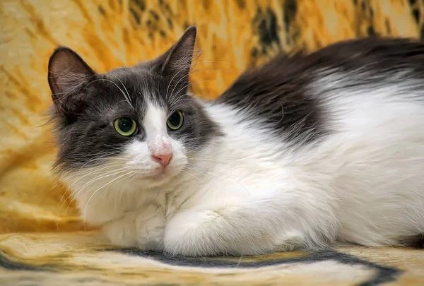 White Gray Fluffy Young Beautiful Cat Lie Sofa — Stockfoto