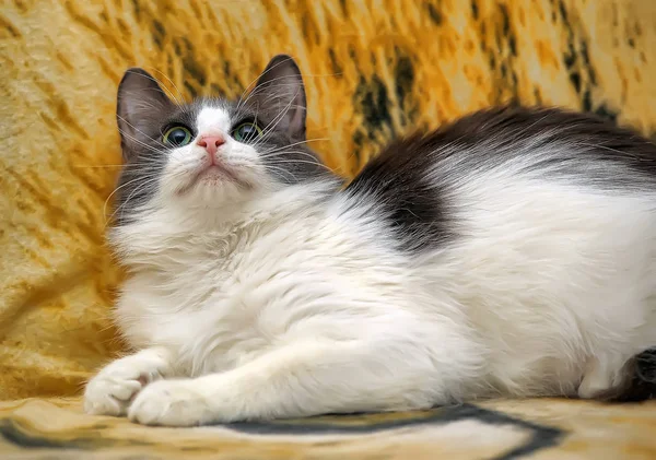 灰蒙蒙的毛茸茸的年轻漂亮的猫躺在沙发上 — 图库照片
