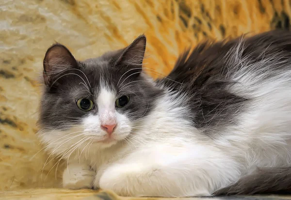 White Gray Fluffy Young Beautiful Cat Lie Sofa — Stock Photo, Image