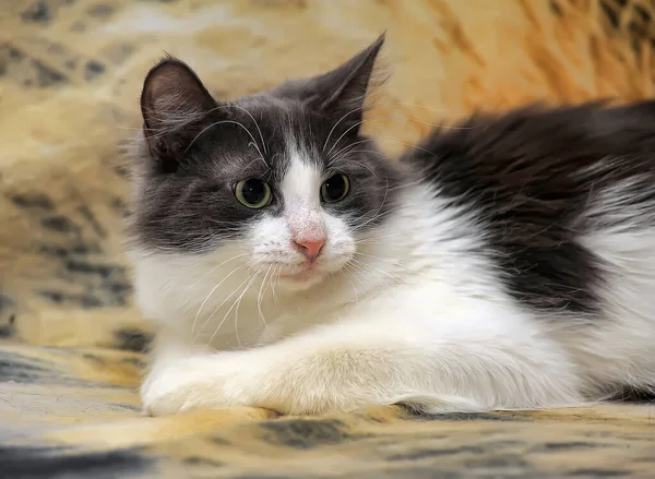 White Gray Fluffy Young Beautiful Cat Lie Sofa — Fotografie, imagine de stoc