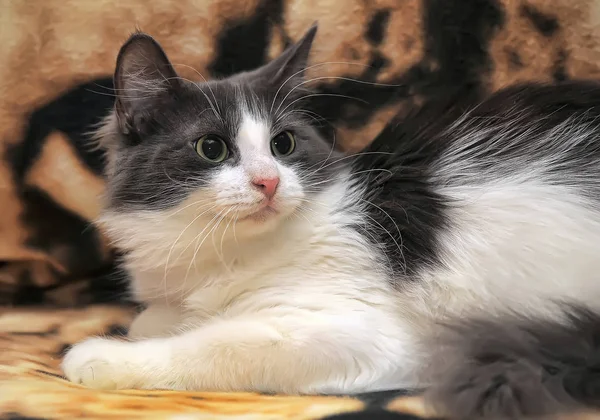 灰蒙蒙的毛茸茸的年轻漂亮的猫躺在沙发上 — 图库照片