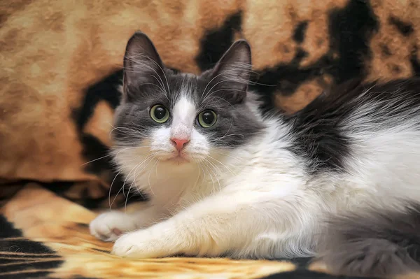 White Gray Fluffy Young Beautiful Cat Lie Sofa — Stockfoto