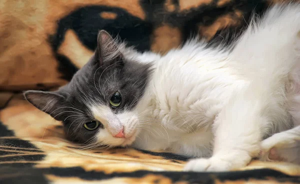 Blanco Con Gris Esponjoso Joven Hermoso Gato Mentira Sofá —  Fotos de Stock