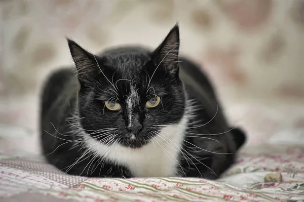 Plump Black White Cat Portrait — Stock Photo, Image