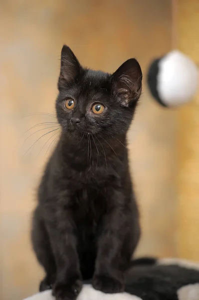 Little Funny Curious Black Kitten Amber Eyes — Stock Photo, Image