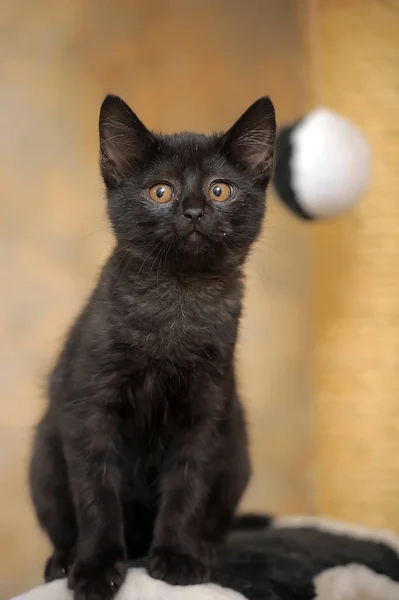 Pequeno Engraçado Gatinho Preto Curioso Com Olhos Âmbar — Fotografia de Stock