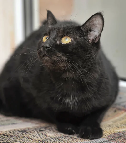 Gato Negro Con Ojos Amarillos Sobre Fondo Amarillo Claro —  Fotos de Stock