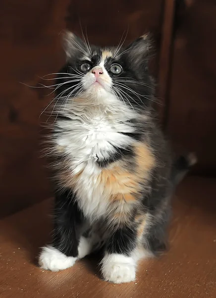 Beautiful Fluffy Color Kitten — Stockfoto