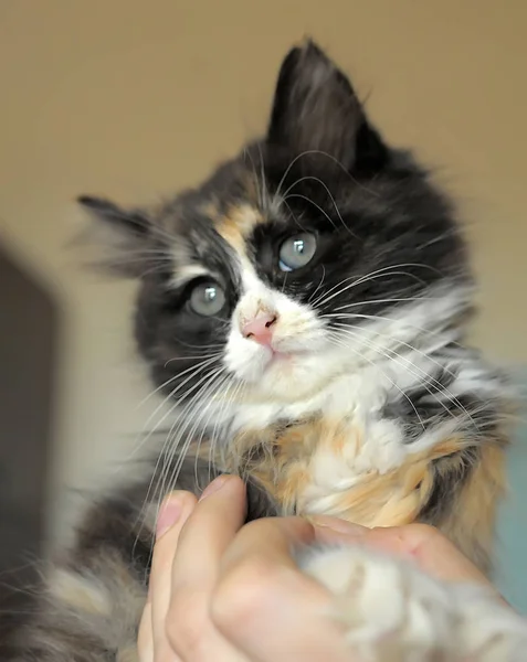 아름다운 귀여운 고양이 — 스톡 사진